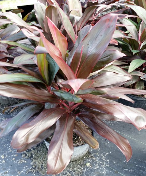 cordyline-fruticosa-xerox-ti-plant-cordyline-terminalis-dracaena-terminalis