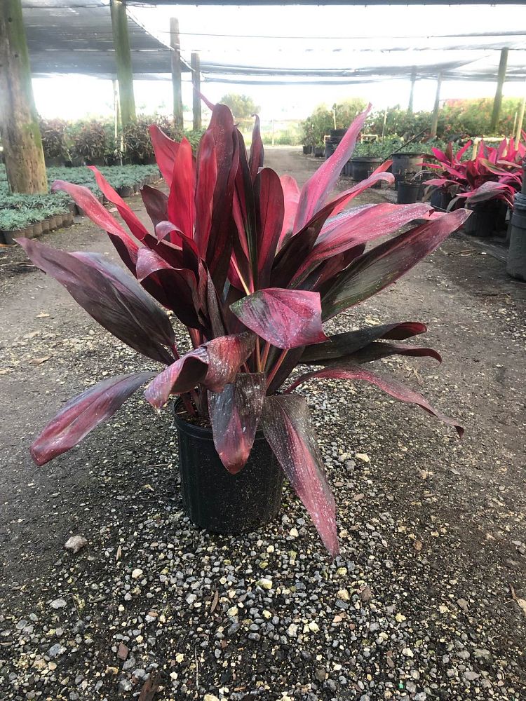 cordyline-fruticosa-xerox-ti-plant-cordyline-terminalis-dracaena-terminalis