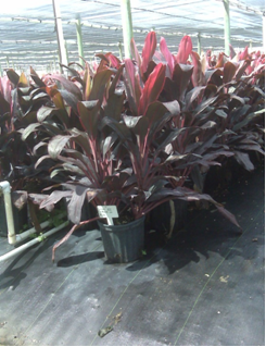 cordyline-fruticosa-xerox-ti-plant-cordyline-terminalis-dracaena-terminalis