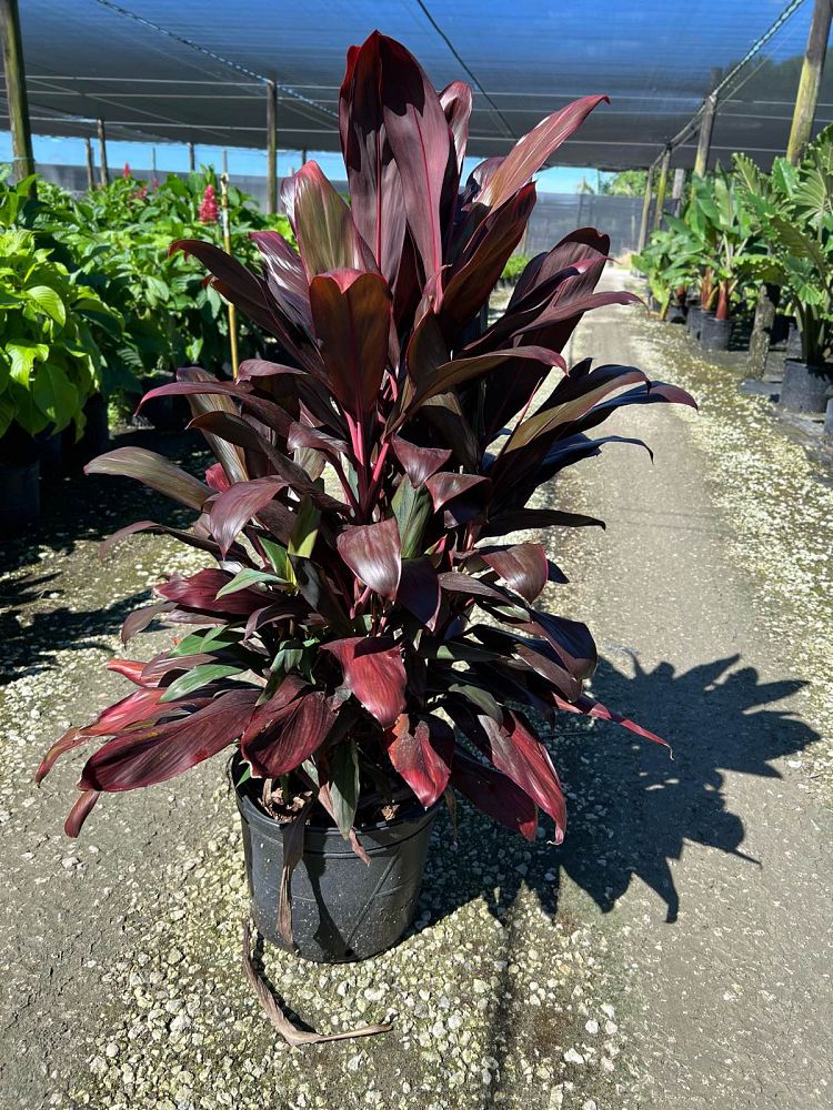 cordyline-fruticosa-xerox-ti-plant-cordyline-terminalis-dracaena-terminalis