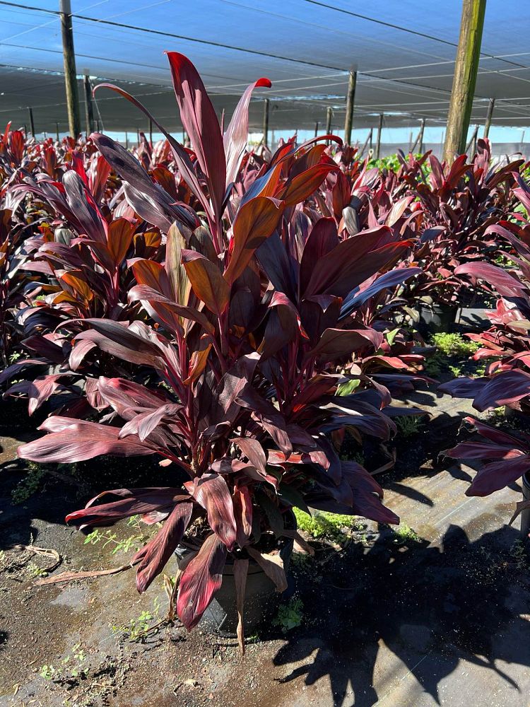cordyline-fruticosa-xerox-ti-plant-cordyline-terminalis-dracaena-terminalis