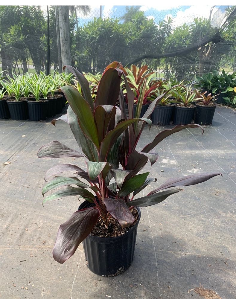 cordyline-fruticosa-xerox-ti-plant-cordyline-terminalis-dracaena-terminalis