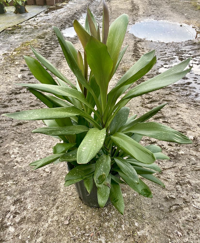 cordyline-global-ti-plant