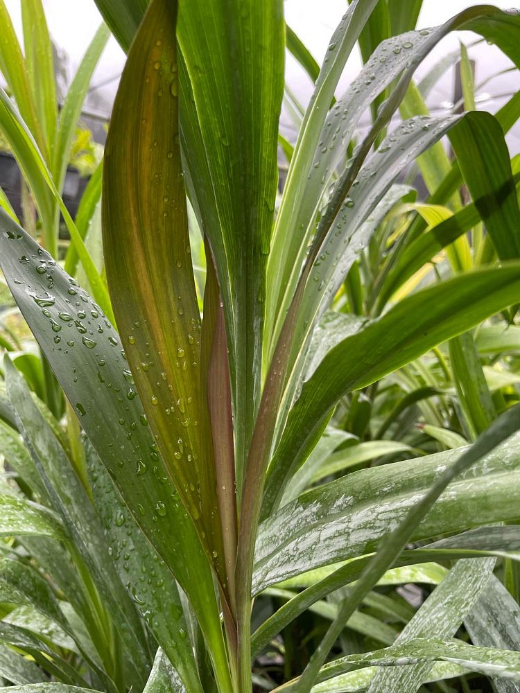 cordyline-hummel-ti-plant