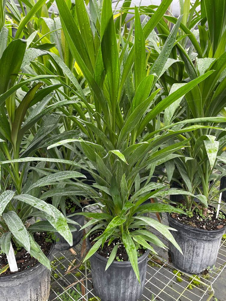 cordyline-hummel-ti-plant