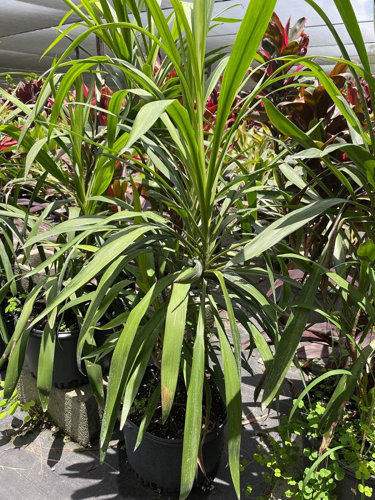 cordyline-hummel-ti-plant
