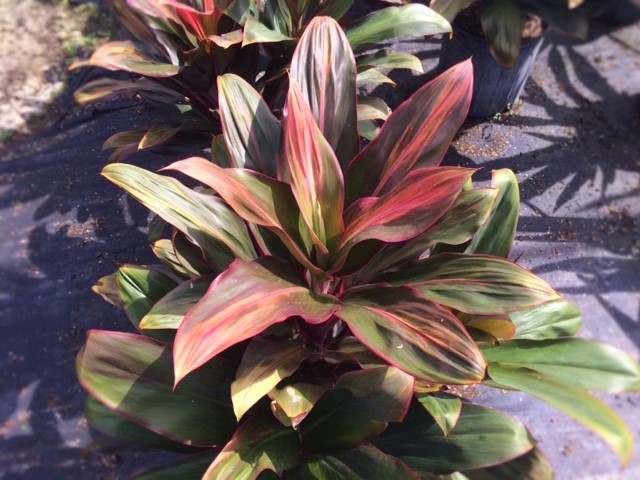 cordyline-liz-ti-plant