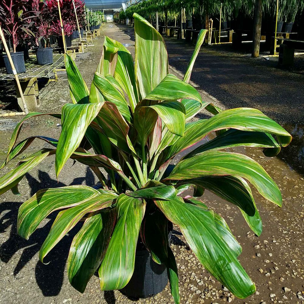 Florida Tropiculture,Inc