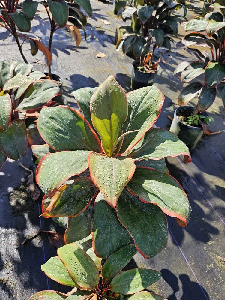 cordyline-orange-queen-ti-plant