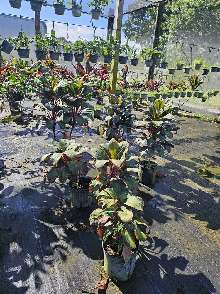 cordyline-orange-queen-ti-plant