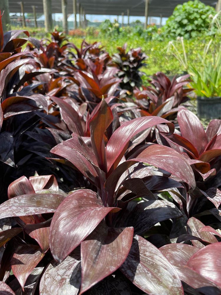 cordyline-purple-compacta-ti-plant
