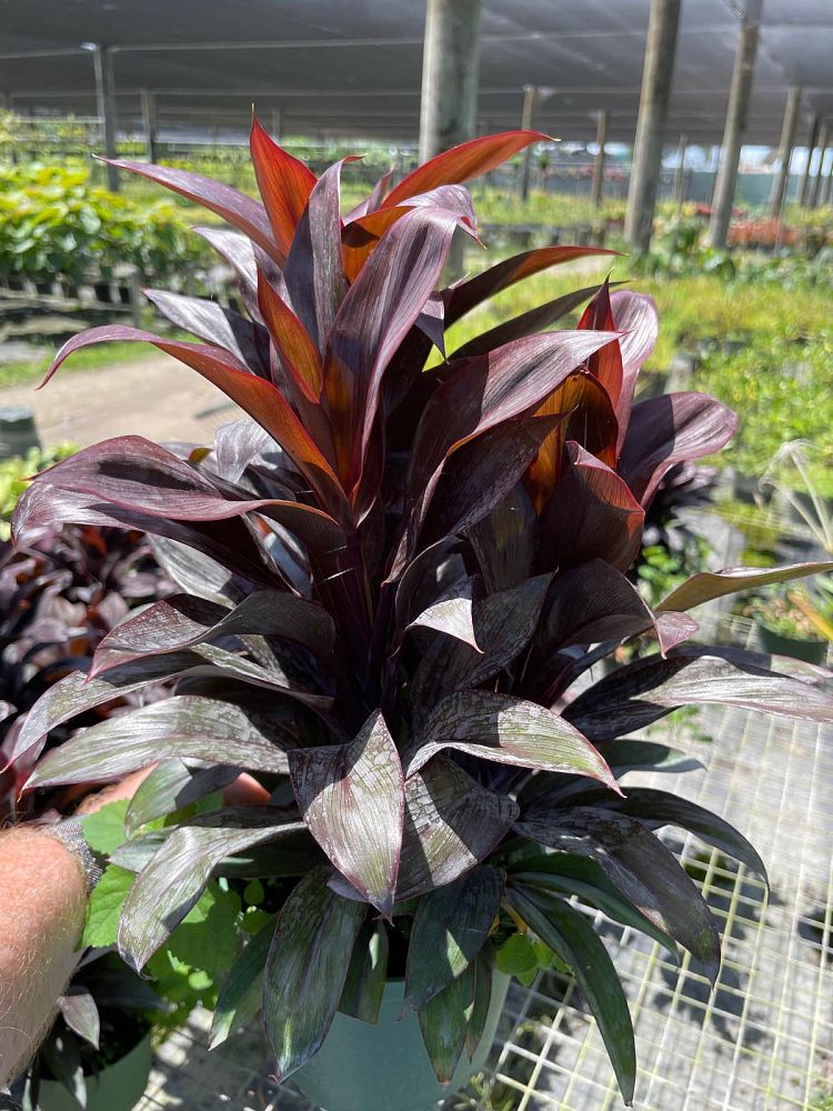 cordyline-purple-compacta-ti-plant