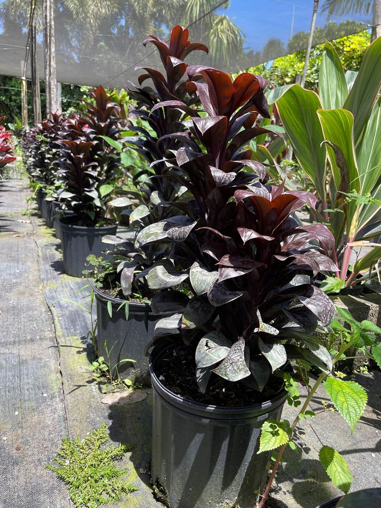 cordyline-purple-compacta-ti-plant