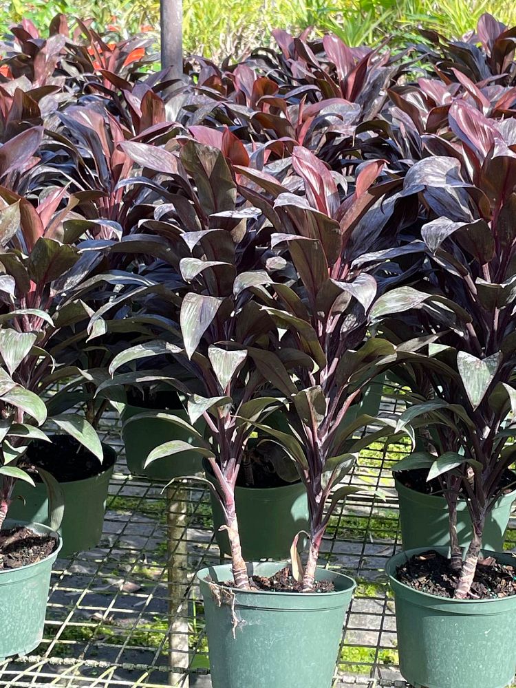 cordyline-purple-compacta-ti-plant