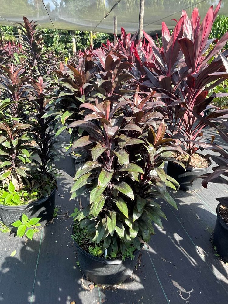cordyline-purple-compacta-ti-plant