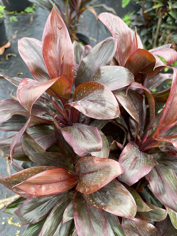 cordyline-purple-compacta-ti-plant