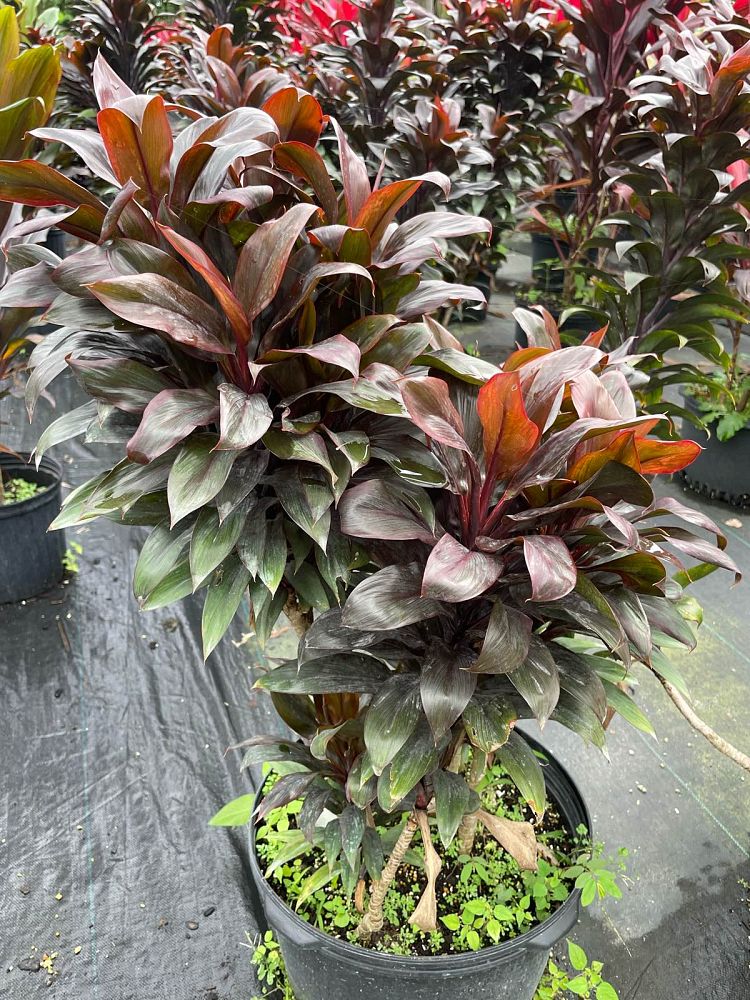 cordyline-purple-compacta-ti-plant