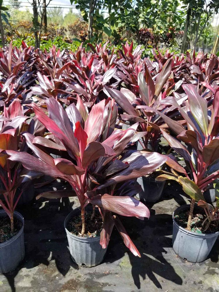 cordyline-red-magic-ti-plant