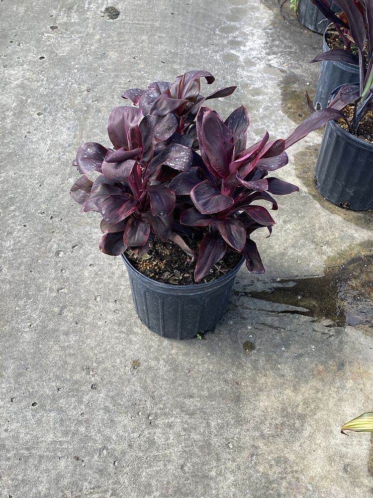cordyline-roly-ti-plant