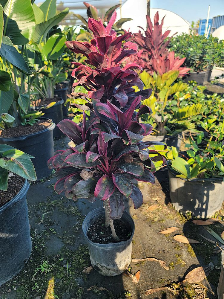 cordyline-roly-ti-plant
