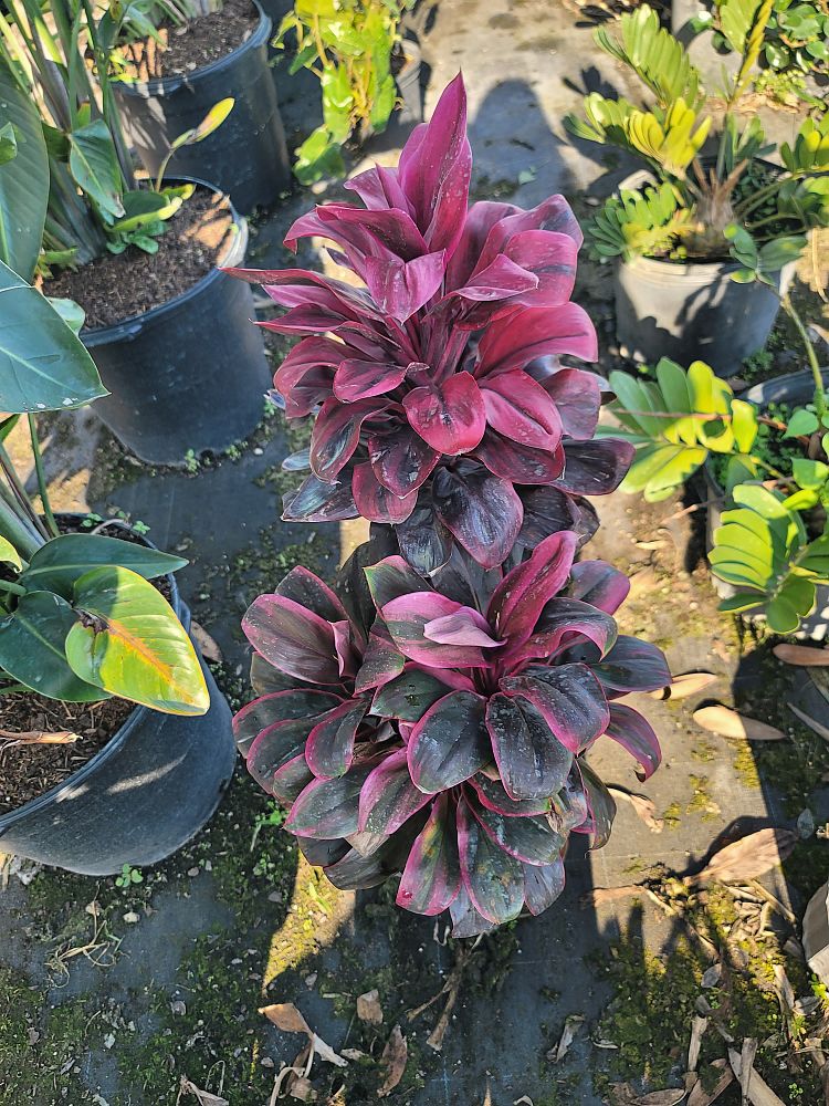 cordyline-roly-ti-plant