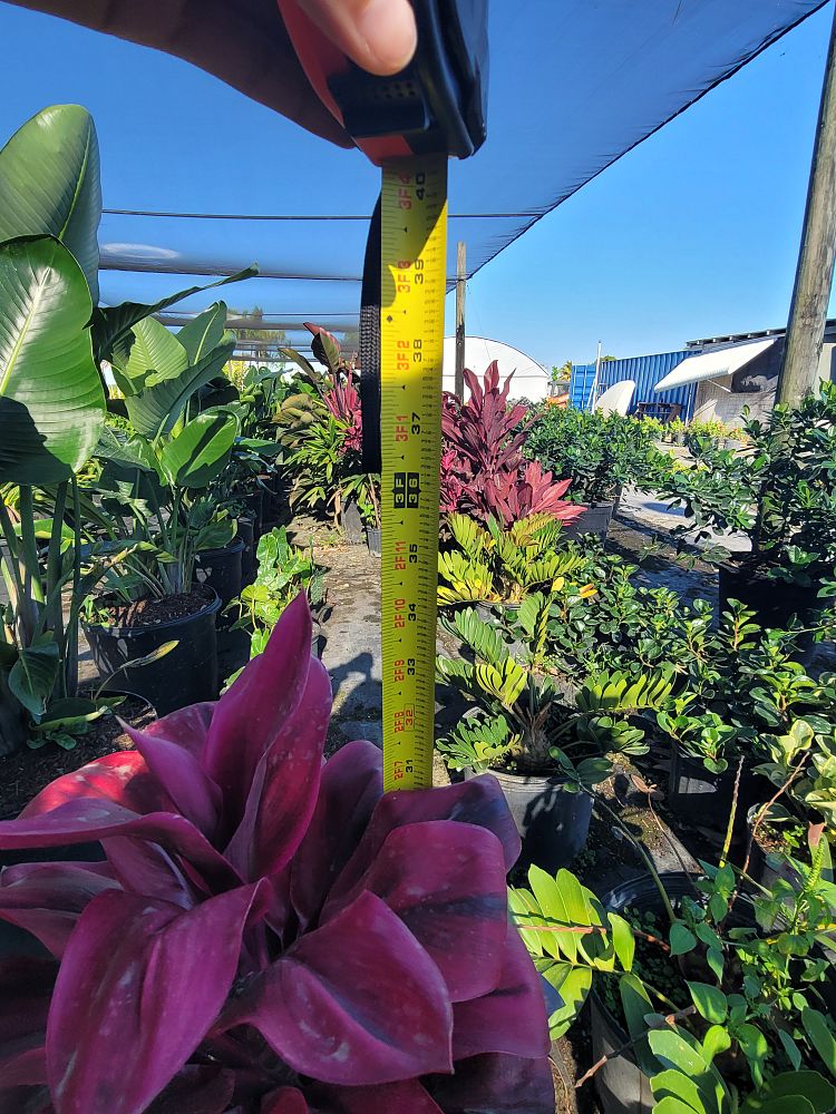 cordyline-roly-ti-plant