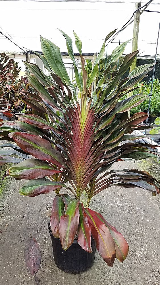 cordyline-singapore-twist-ti-plant