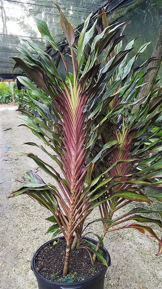 Excelsa Gardens, Inc. | plantANT.com