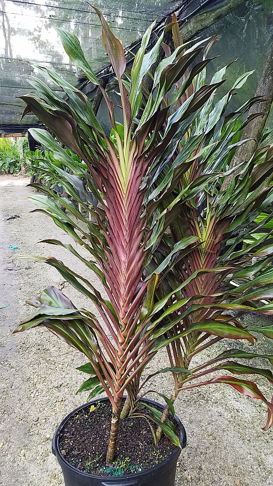 cordyline-singapore-twist-ti-plant