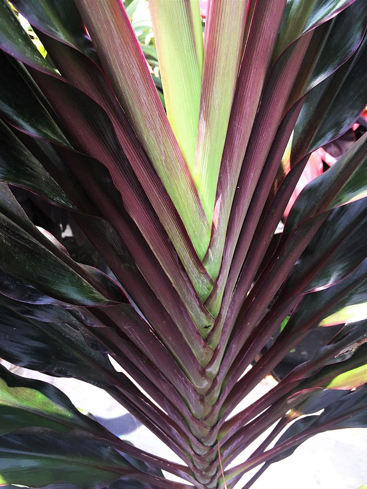 cordyline-singapore-twist-ti-plant