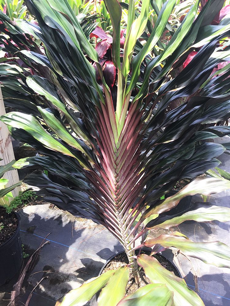 cordyline-singapore-twist-ti-plant