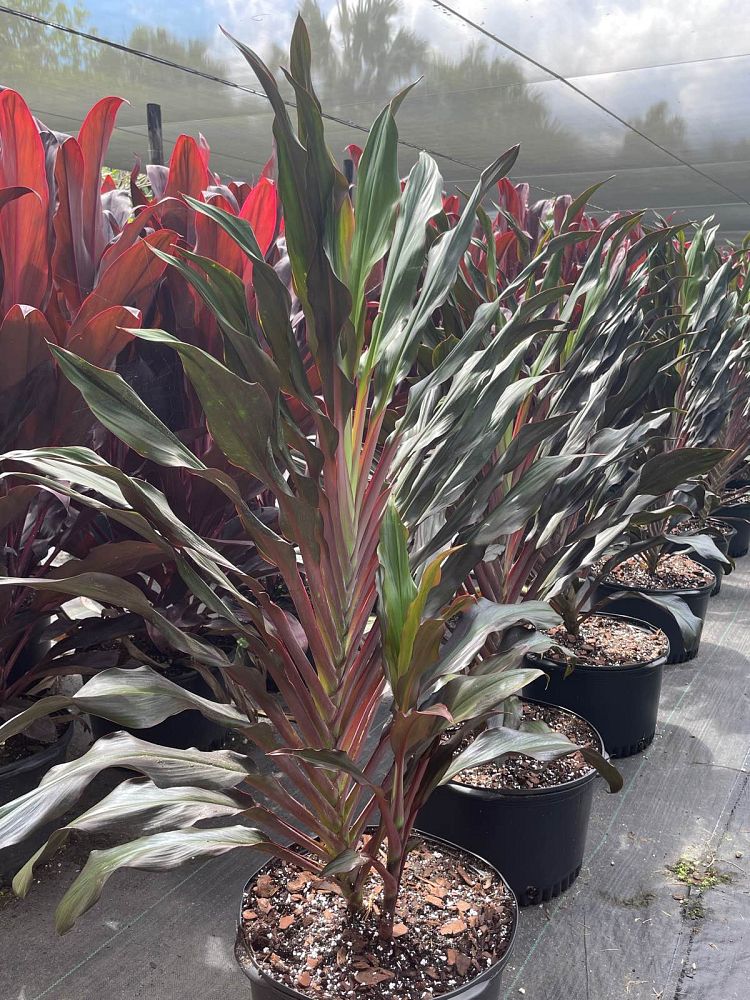 cordyline-singapore-twist-ti-plant
