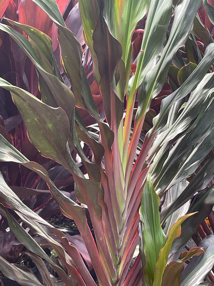 cordyline-singapore-twist-ti-plant