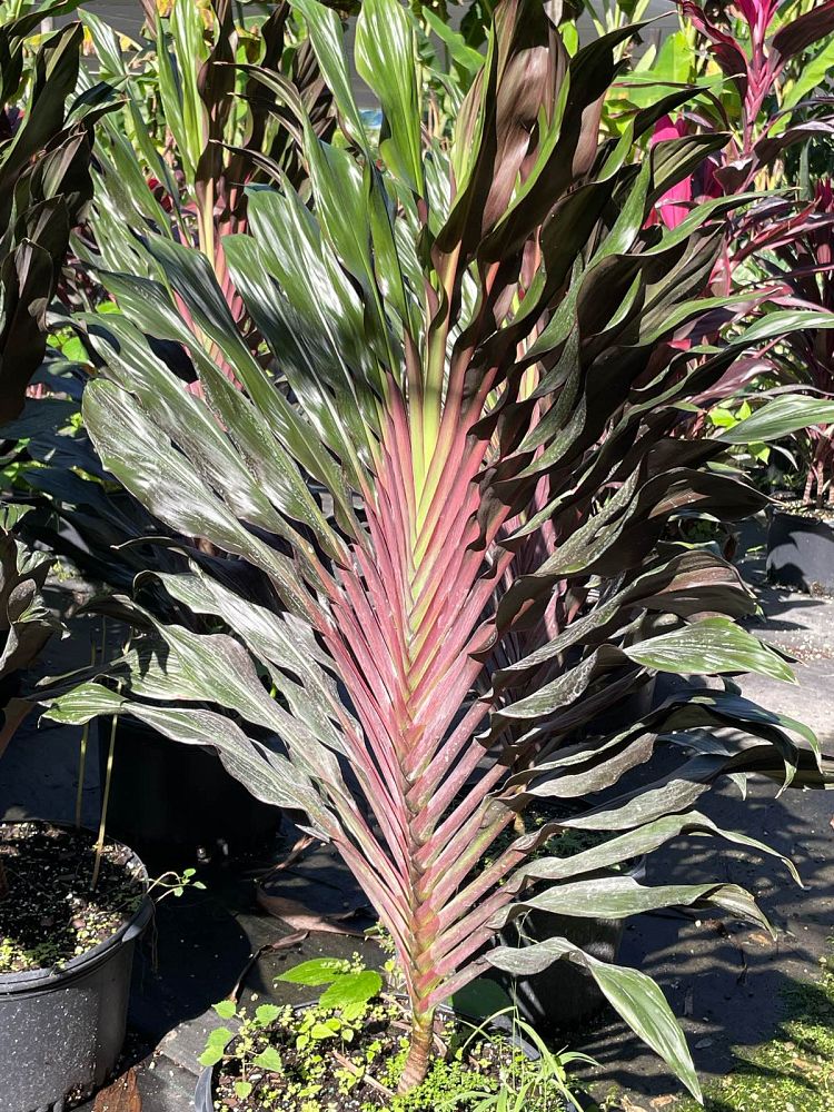 cordyline-singapore-twist-ti-plant