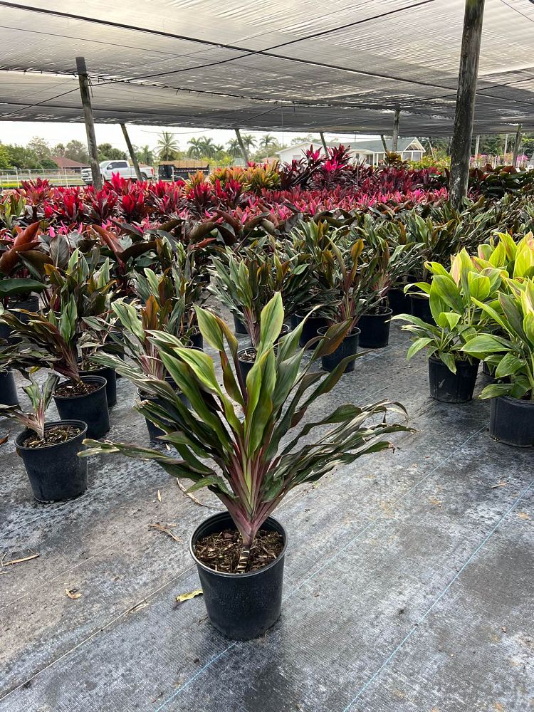 cordyline-singapore-twist-ti-plant