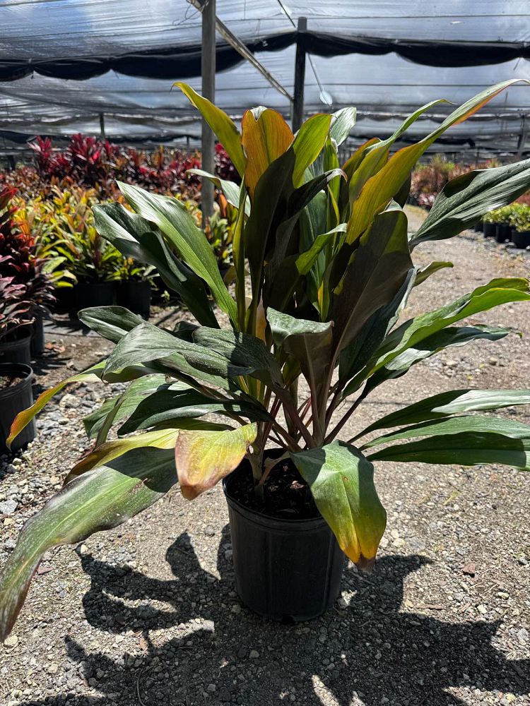 cordyline-singapore-twist-ti-plant