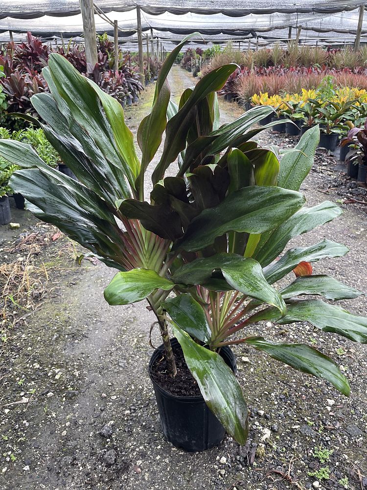 cordyline-singapore-twist-ti-plant
