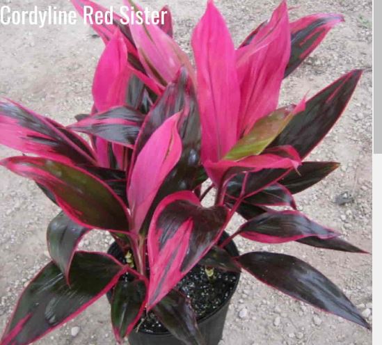 cordyline-ti-plant