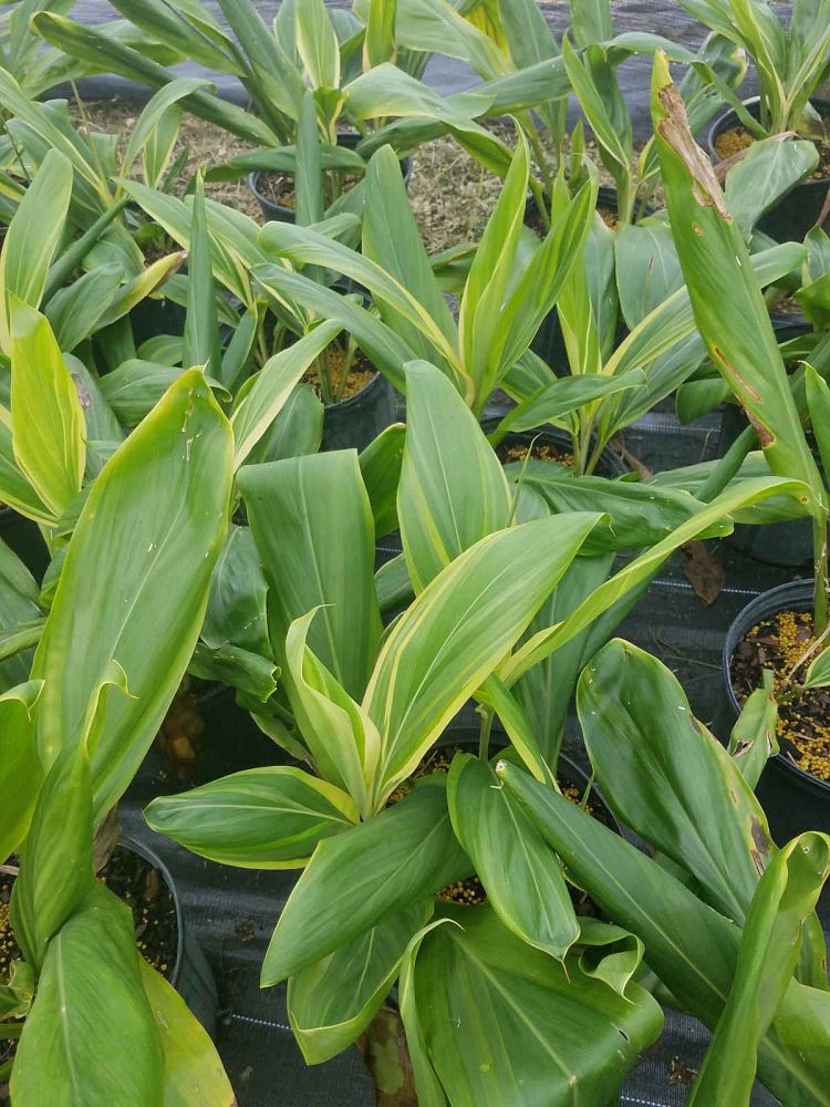 cordyline-ti-plant