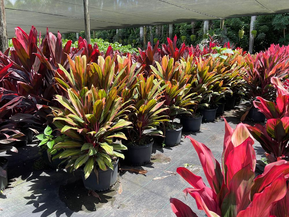 cordyline-ti-plant
