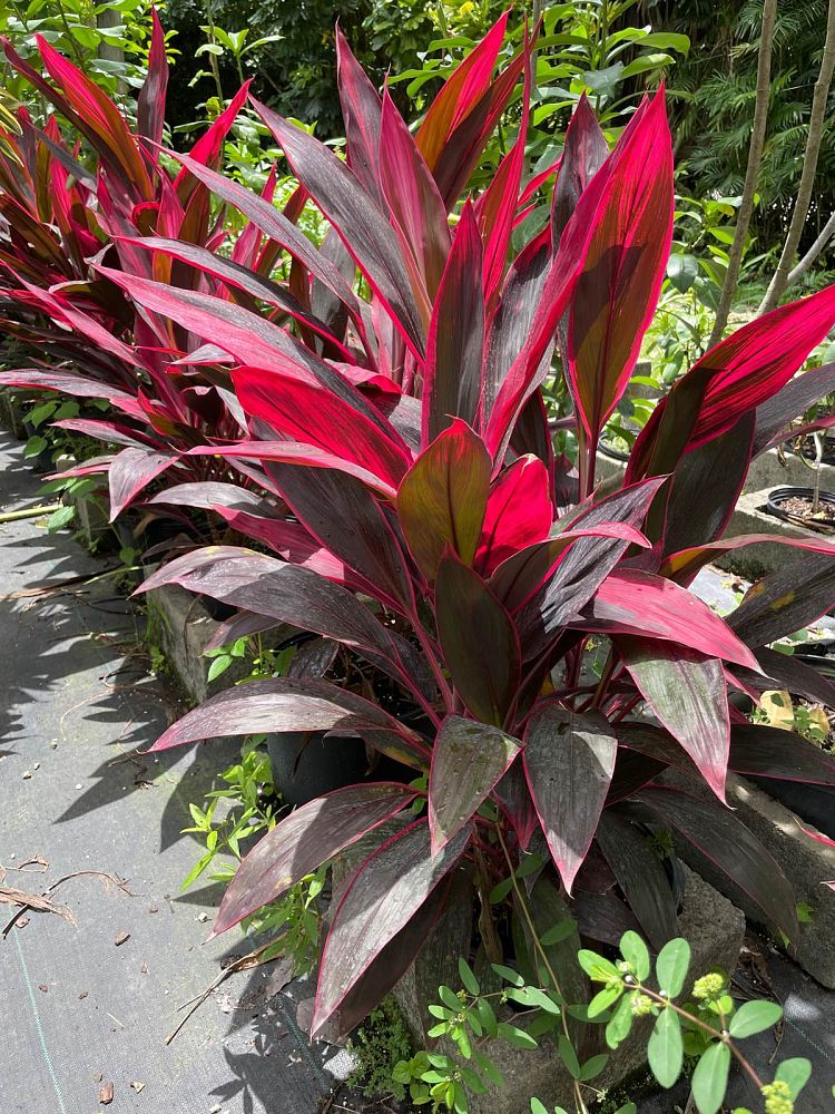 cordyline-ti-plant