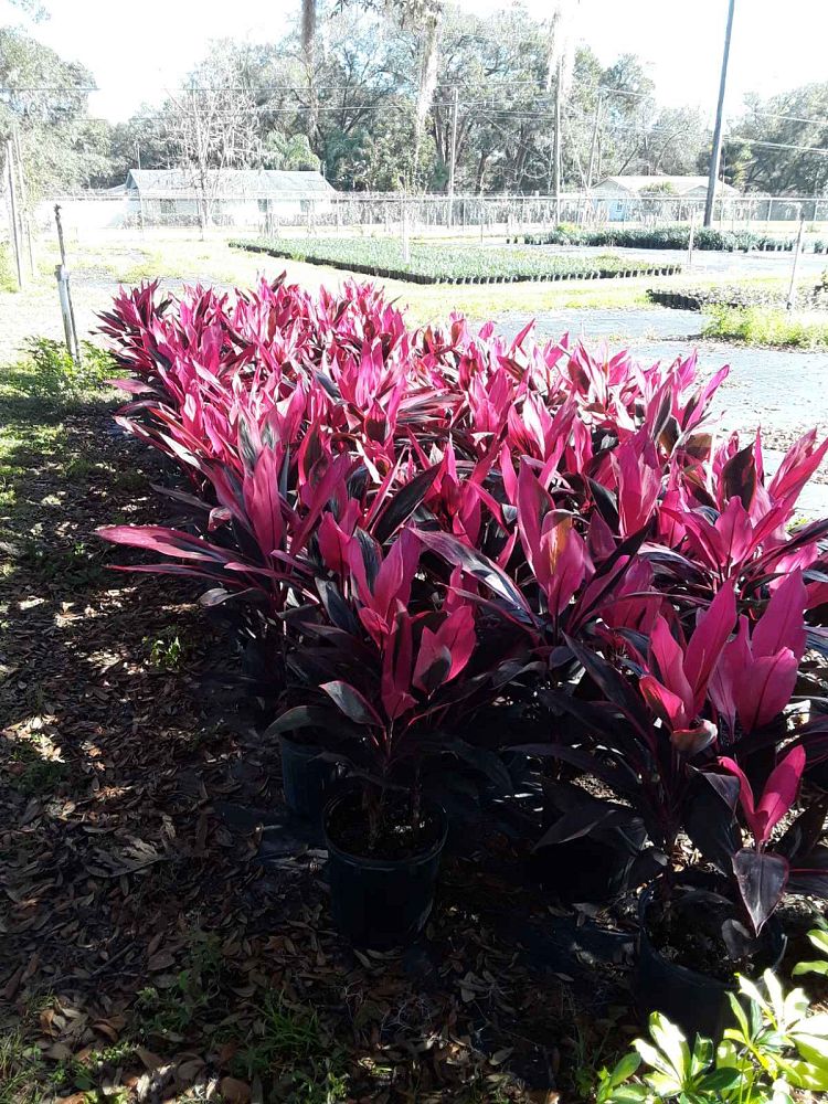 cordyline-ti-plant