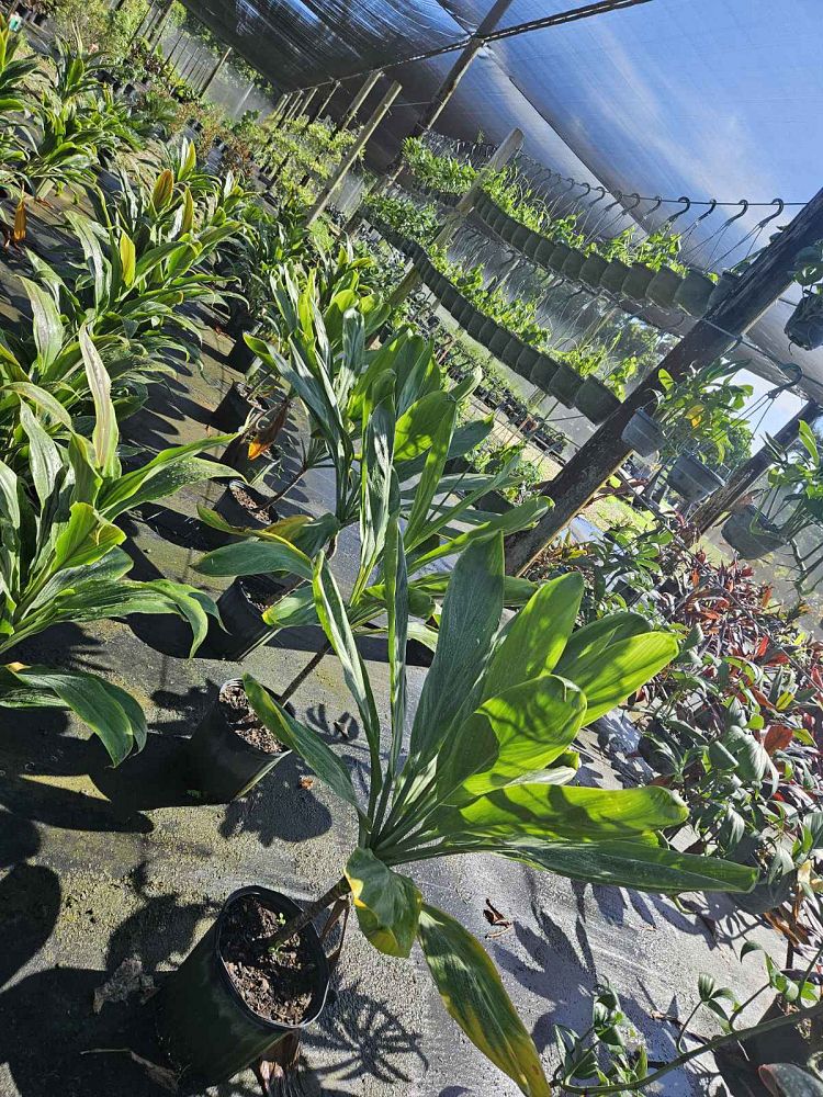cordyline-ti-plant