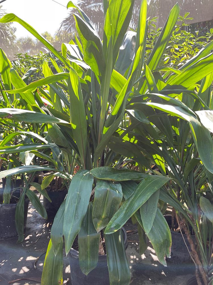 cordyline-ti-plant