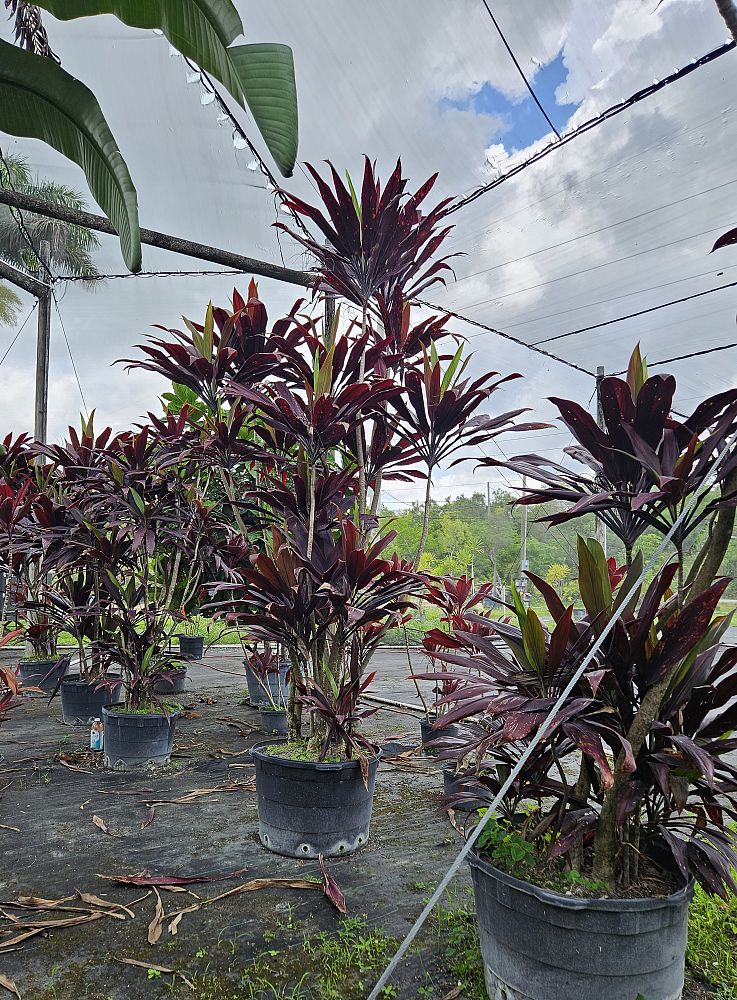 cordyline-ti-plant