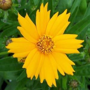 coreopsis-auriculata-nana-dwarf-mouse-ear-tickseed