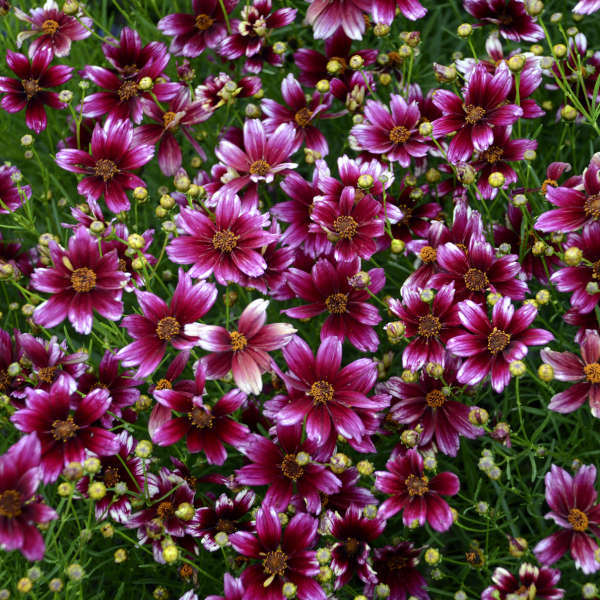 coreopsis-berry-chiffon-tickseed-tickseed