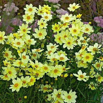 coreopsis-big-bang-full-moon-tickseed