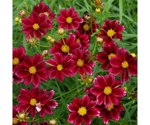 coreopsis-big-bang-mercury-rising-tickseed-coreopsis