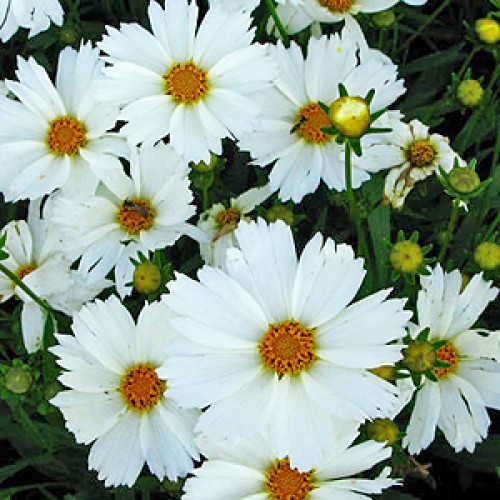 coreopsis-big-bang-polaris-tickseed-coreopsis